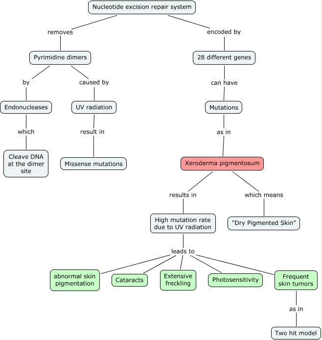 Xeroderma Pigmentosum diagram of nucleotide gene 